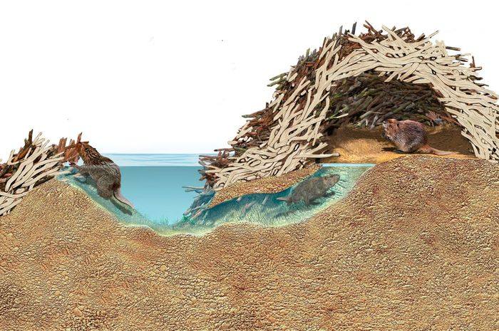 Inspirasi dari Tepi Sungai: Pelajaran Tauhid dari Arsitek Terbaik Ciptaan Allah